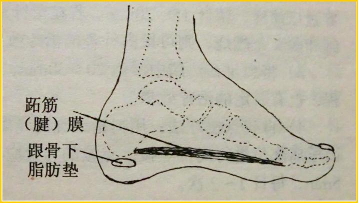 足跟突然疼痛是什么原因引起,为什么早上起来足跟痛