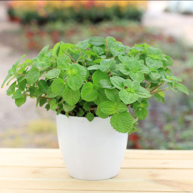 水培薄荷叶子发黄枯萎怎么办,小薄荷叶子发黄怎么办