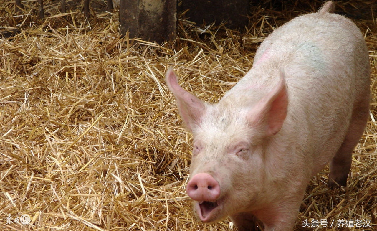 猪发烧猪身发红吗,猪低烧35度以下的正确治疗方法