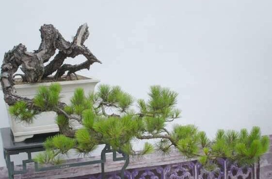 高山流水式松树盆景,亭亭山上松瑟瑟谷中风对比