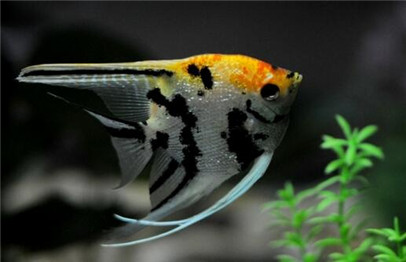 神仙鱼防止寄生虫,神仙鱼用什么药治疗