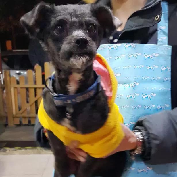 2022上海宠物领养中心官网,上海宠物领养日申请领养概率