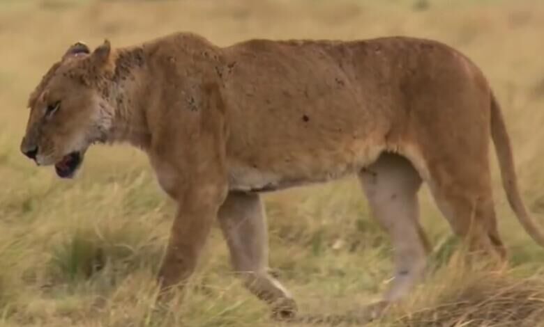 老狮子生病了,老狮子的下场