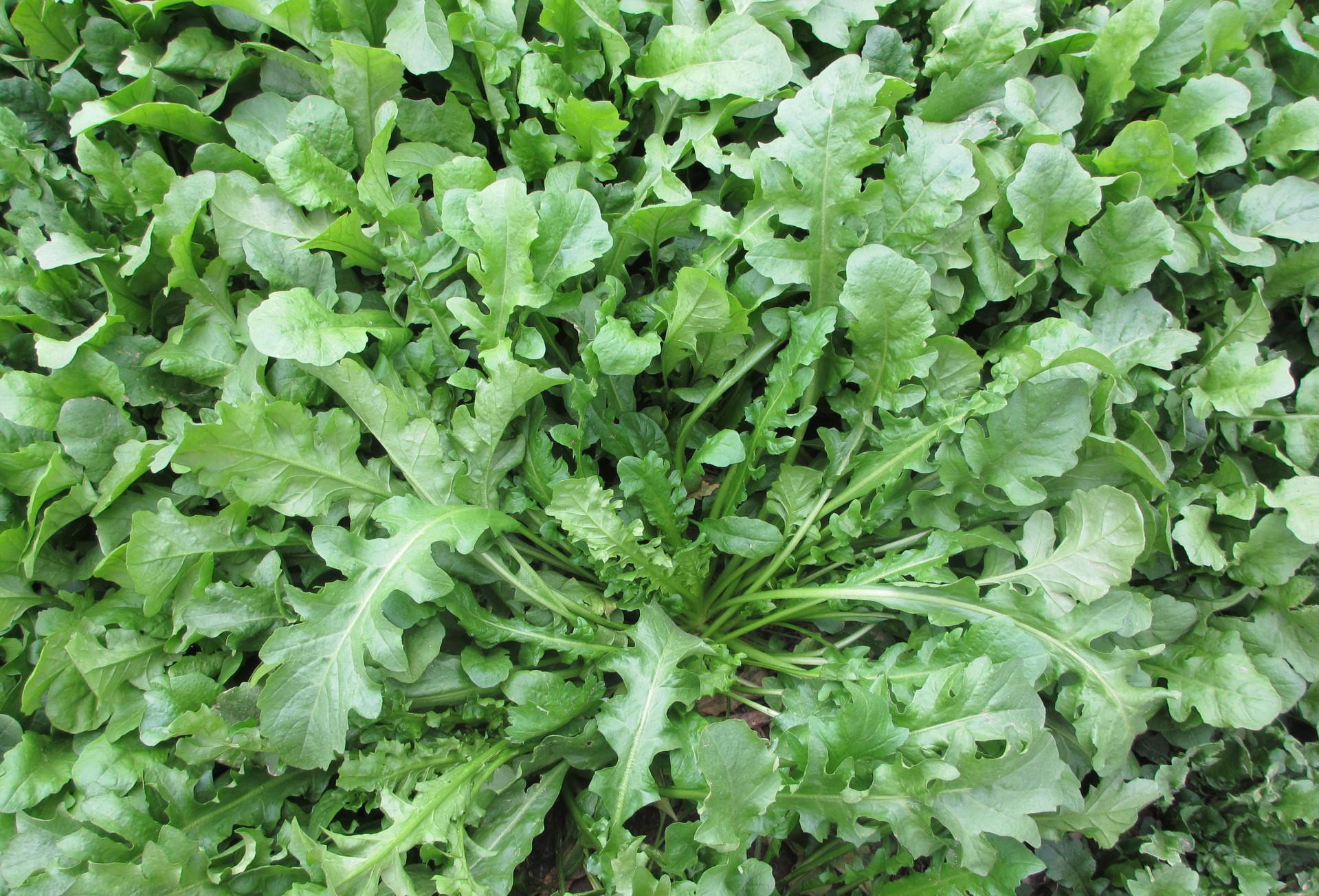 常见野菜吃法做法大全,常见野菜种类吃法