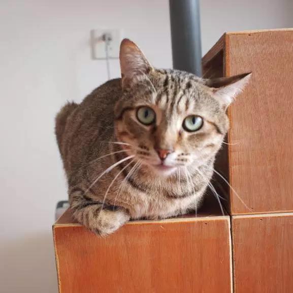 上海猫咪领养虹口,喵小汪宠物领养