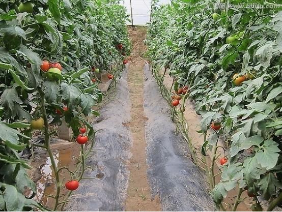 2月份有什么农作物用农膜,农膜对农作物的影响