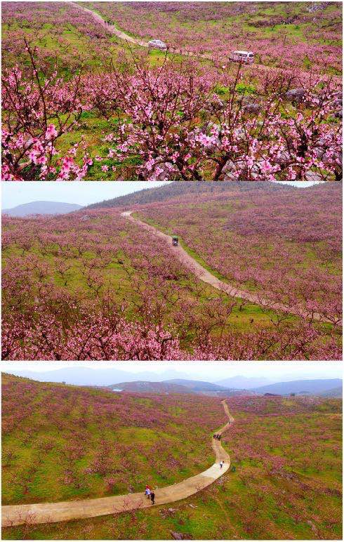 郴州桂阳油菜花,郴州桂阳油菜花开迎客来