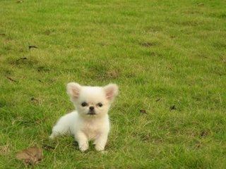 狗狗犬瘟热的症状和治疗方法,狗狗犬瘟热的症状