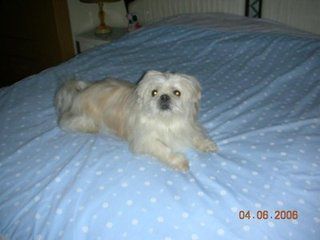 狗狗得了犬瘟热是什么症状,狗狗犬瘟热什么症状要怎么治疗