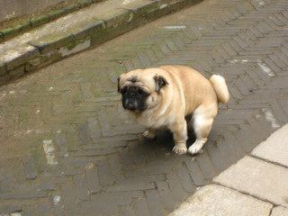 狗狗得了犬瘟热是什么症状,狗狗犬瘟热什么症状要怎么治疗