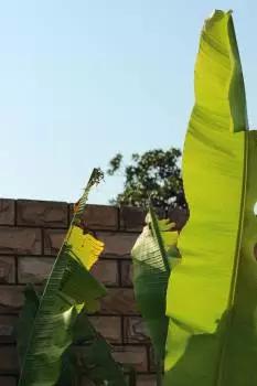 园林芭蕉视频,芭蕉跟香蕉的区别图片