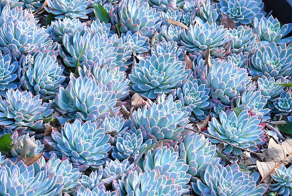 多肉张狂起来,狂野型多肉