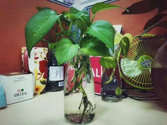 新疆酸奶测评,新疆15种口味酸奶