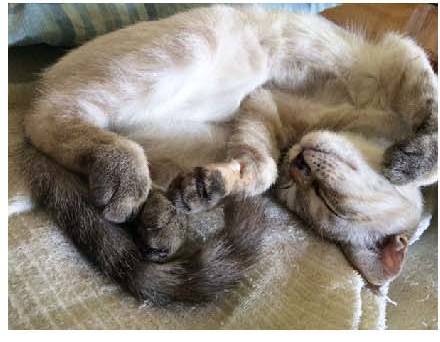 男子路过公园被流浪猫一见钟情，万万没想到，散步都能捡个主子