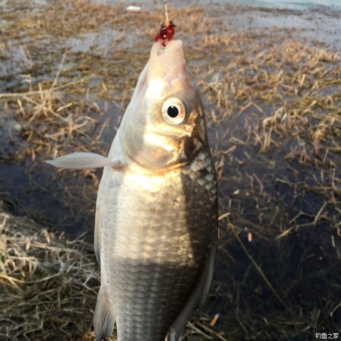 春天钓鲫鱼,春天钓黑坑新鱼