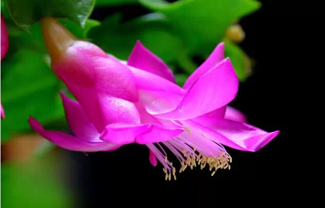 每日一花花语,每日一花之杜鹃花