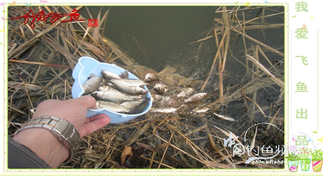 2016之我爱飞鱼觅得好钓点