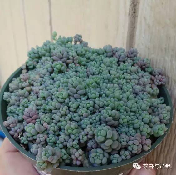 旋叶姬星美人大盆,姬星美人多肉
