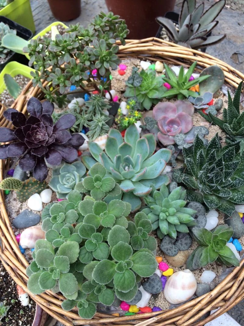 鑺卞尃绮惧搧澶氳倝,鑺卞尃澶氳倝