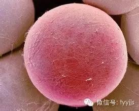 一张图看懂脂肪的真面目,脂肪就像泡沫一样形成过程