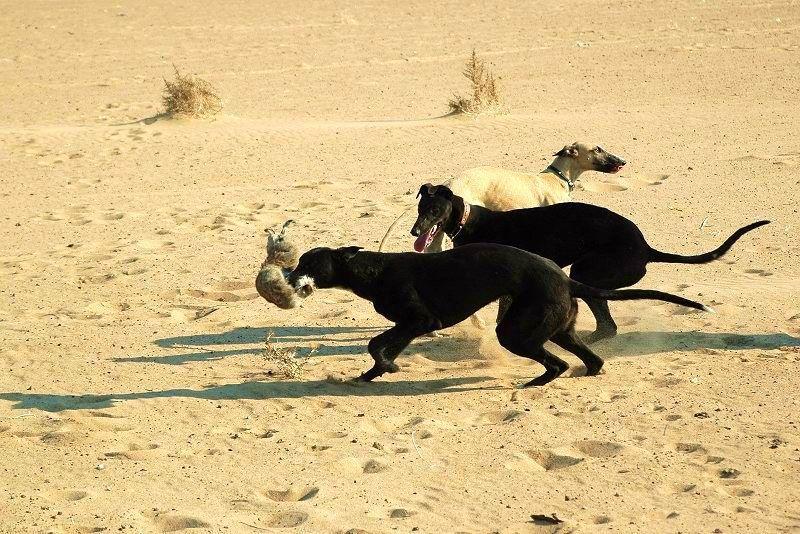 世界上跑得最快的格力犬叫什么,格力犬界的各大名犬