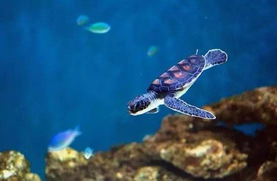 中国有几家clubmed度假村,适合带孩子吃住玩一体的度假村