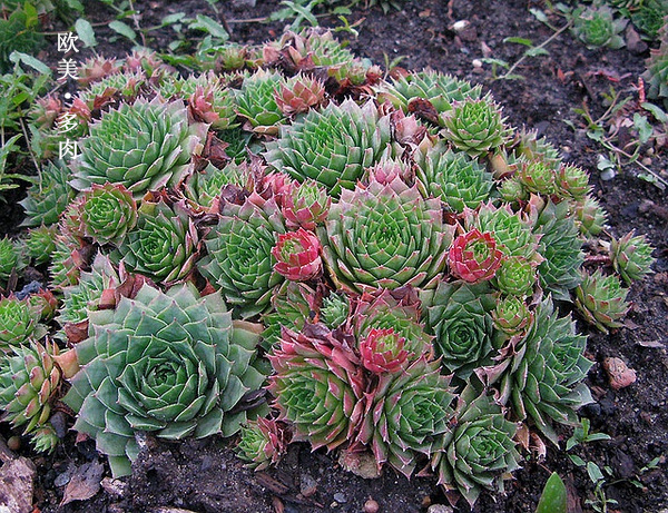 多肉张狂起来,狂野型多肉