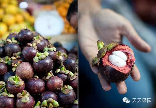 山竹都有哪些问题,山竹的秘密你知道多少