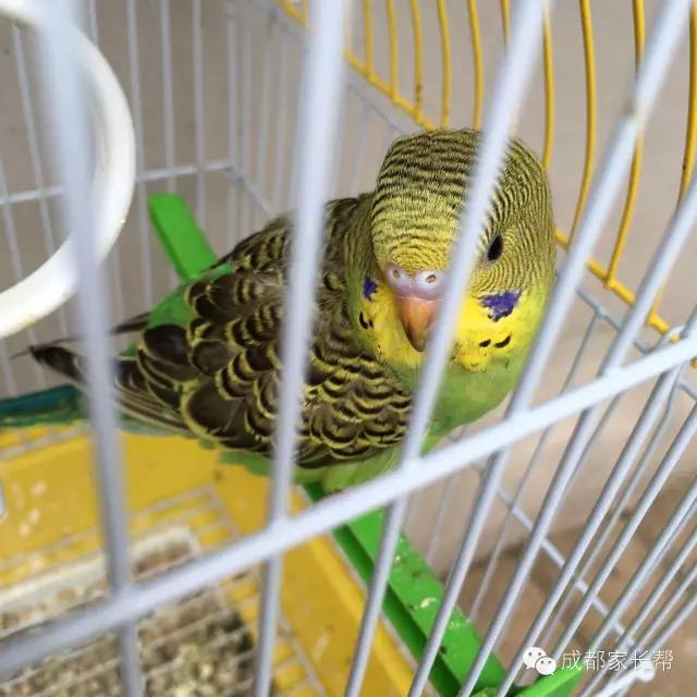 成都温江公益幼儿园,成都比较好的公立幼儿园