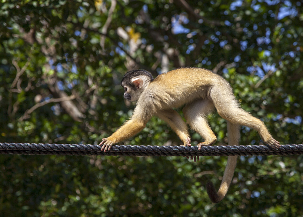 日本除了爱泡澡的温泉猴，还有这群爱翻女生包包的“扒手猴”