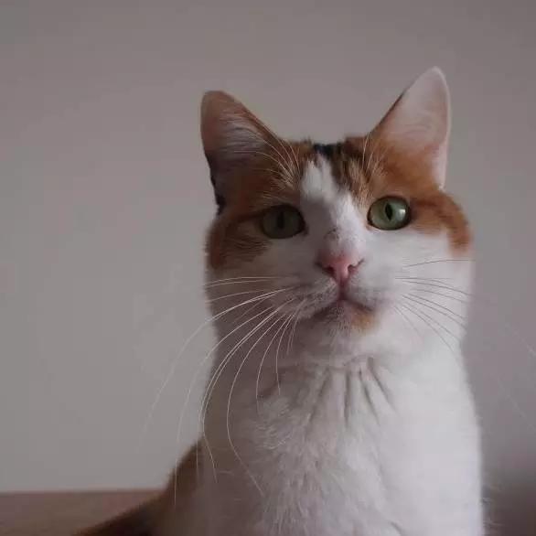 2022上海宠物领养中心官网,上海宠物领养日申请领养概率