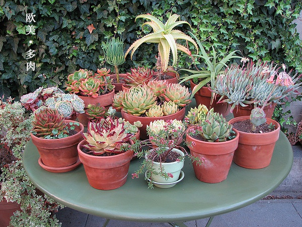 多肉张狂起来,狂野型多肉