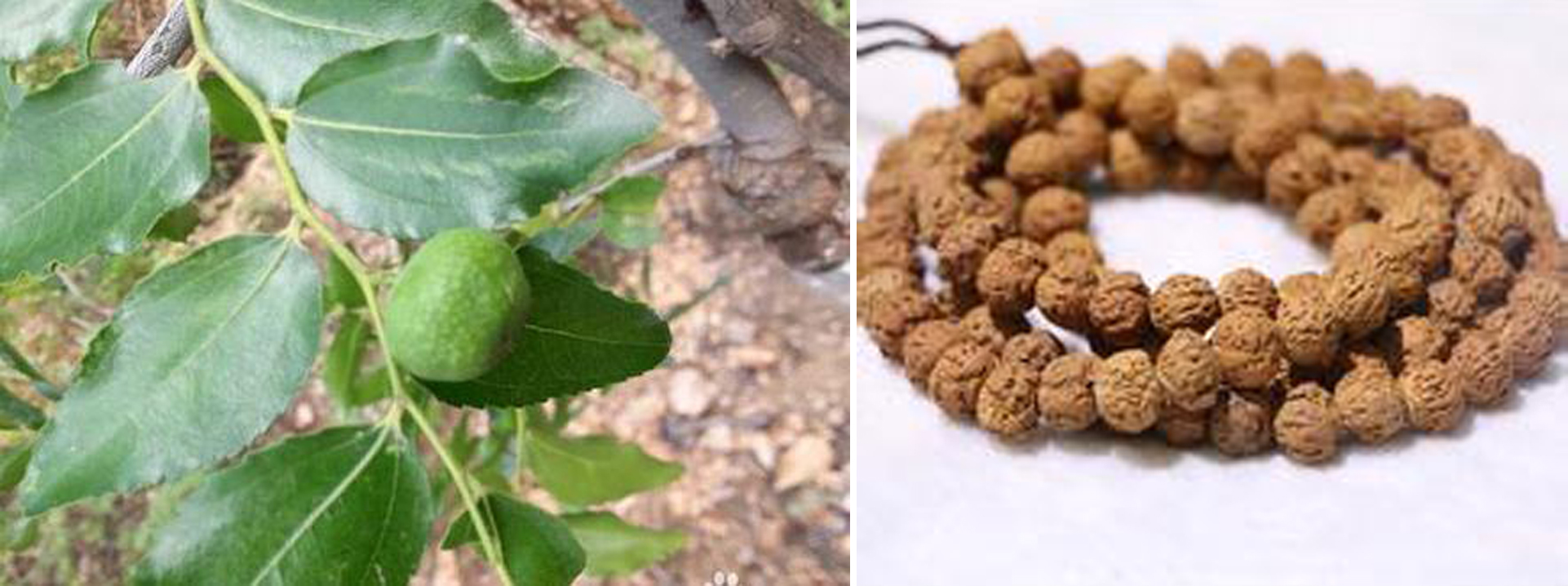 菩提子是菩提树的果实,正宗菩提树菩提子原籽