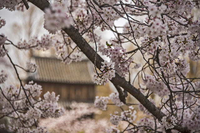 到底哪里才是12星座最不可辜负的樱花祭（上）