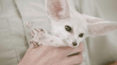 疯狂动物城为白熊戴项圈,疯狂动物城狐狸黄金