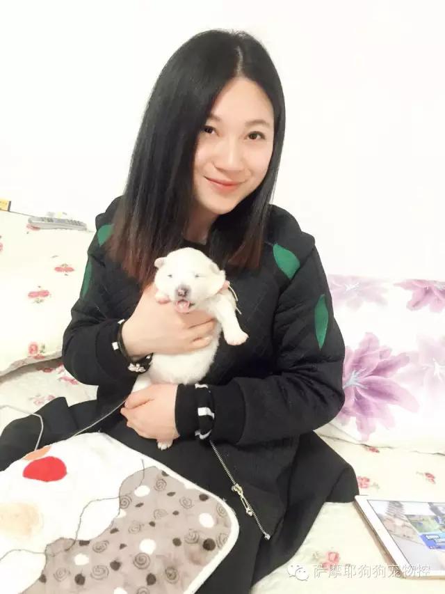 萨摩耶老婆生宝宝了怎么照顾,萨摩耶妈妈和萨摩宝宝