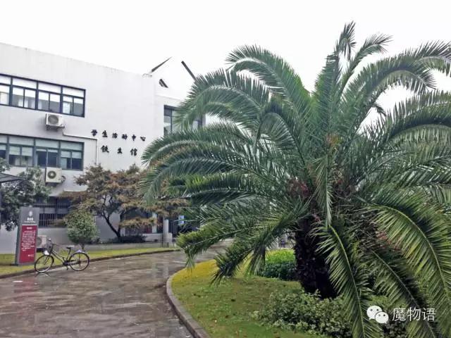 你们见过这么大的铁树吗,大铁树好壮观