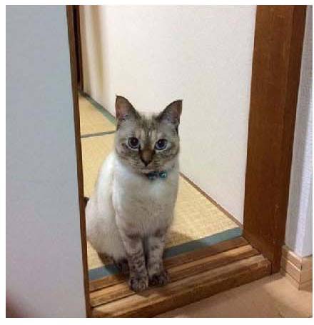 男子路过公园被流浪猫一见钟情，万万没想到，散步都能捡个主子