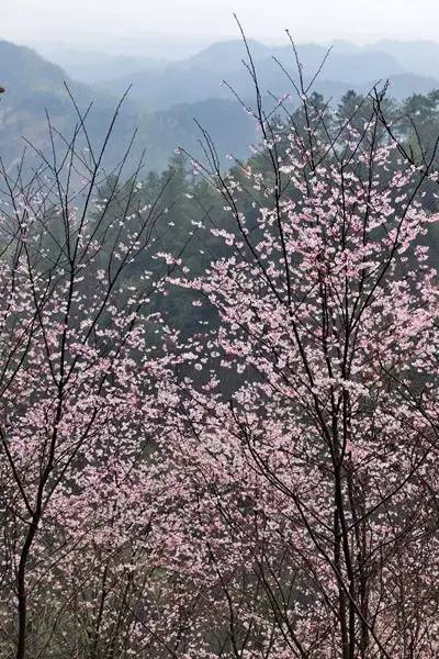 畅游通山,*光春**烂漫映北山一季樱花梦里来