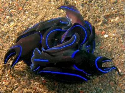 海兔教程,海兔生物图鉴