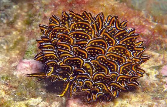 海兔教程,海兔生物图鉴