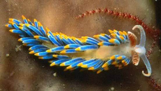 海兔教程,原神海兔全图鉴