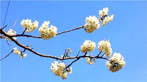 春暖花开：猴年春灿烂，樱桃花争艳，君若假日闲，关河金坪岸！