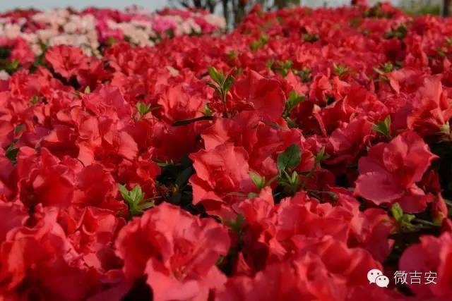 井冈山大学映山红开园啦还不快约起？