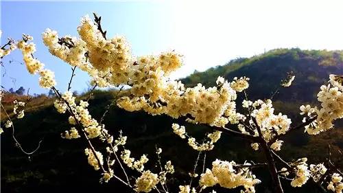 春暖花开：猴年春灿烂，樱桃花争艳，君若假日闲，关河金坪岸！