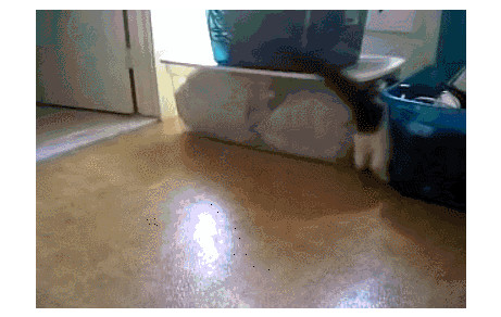 主人给狗子吃辣椒,主人给狗狗吃泡面