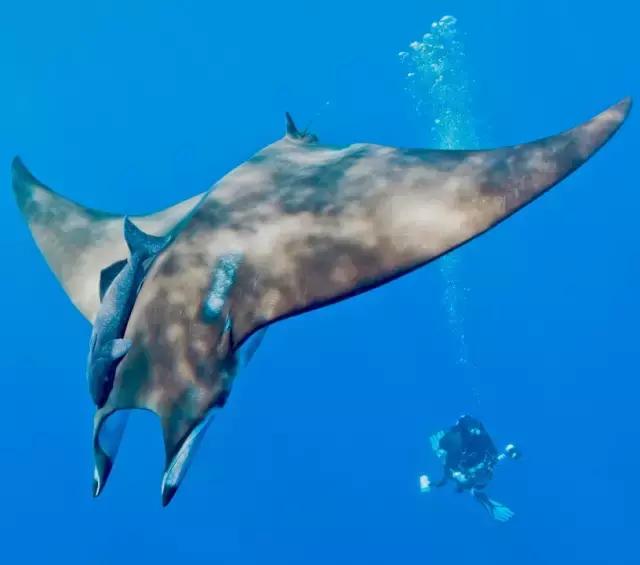 带你了解鱼翅的多种功效,鱼翅的营养真是高级补品吗