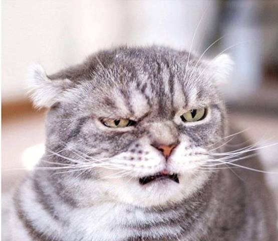 怎样亲近喵星人教你5个实用贴士,喵星人独门秘籍