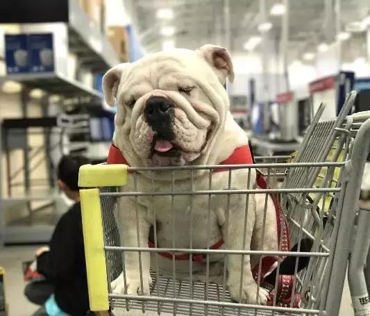 英牛怎么分辨品质,英牛是怎么培育出来的