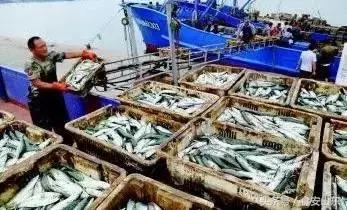 9月1号开海海鲜能便宜吗,9.1开海海鲜掉价吗